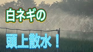 【頭上散水】白ネギを太らせるための散水。スミサンスイR路地ワイド使用。