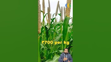 Make money in millets powder | import export business | business ideas | Harsh Dhawan