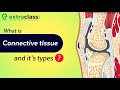 Connective Tissue Quiz