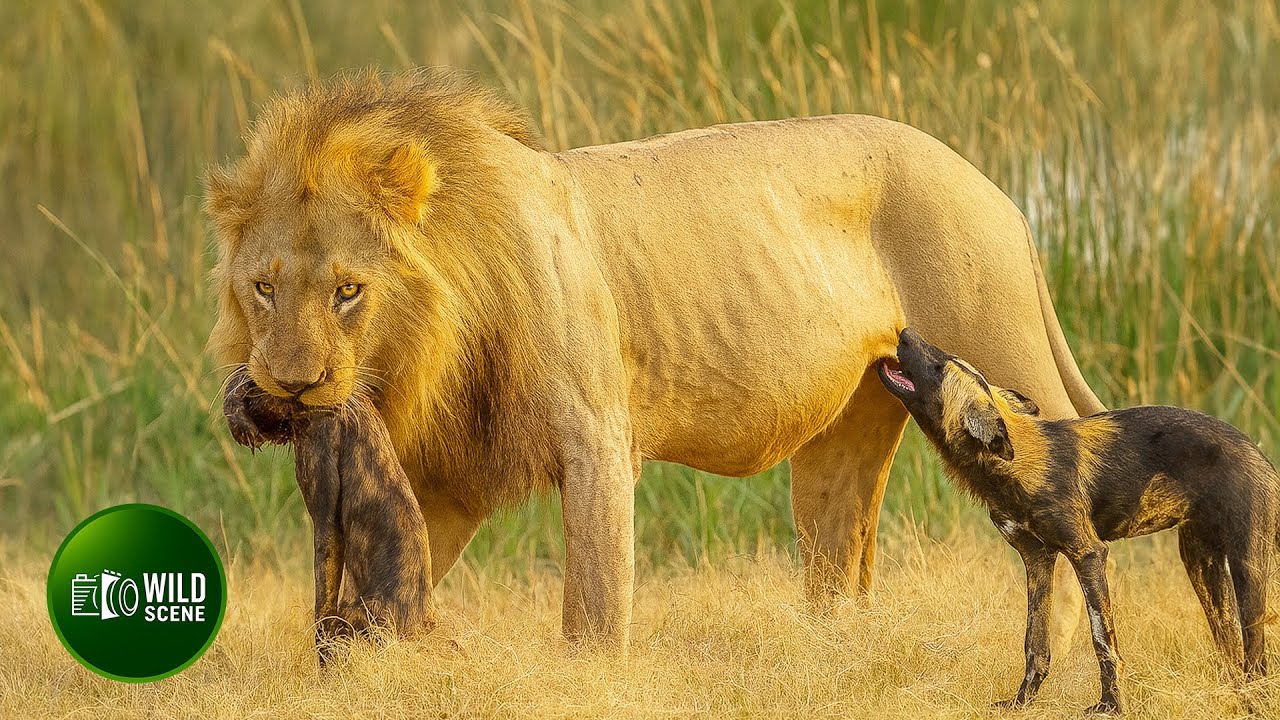 Most Ruthless Lion Attacks on Earth Ever Recorded | Animal Fights