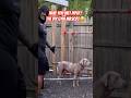 #dog #dogshorts #gym #viral #trending #viralvideo #youtubeshorts #viralshorts #gym #workout #fitness