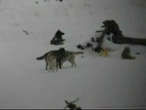 Yellowstone Druid Wolves I