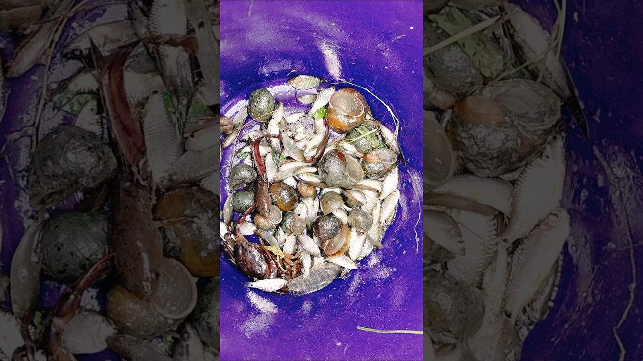 Village Fishing in Local Area