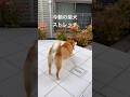 今朝の柴犬ストレッチ #dog #柴犬 #わんこ #shibainu #doggie #stretch #yoga #ストレッチ #癒し #healing #routines #いぬ #shiba