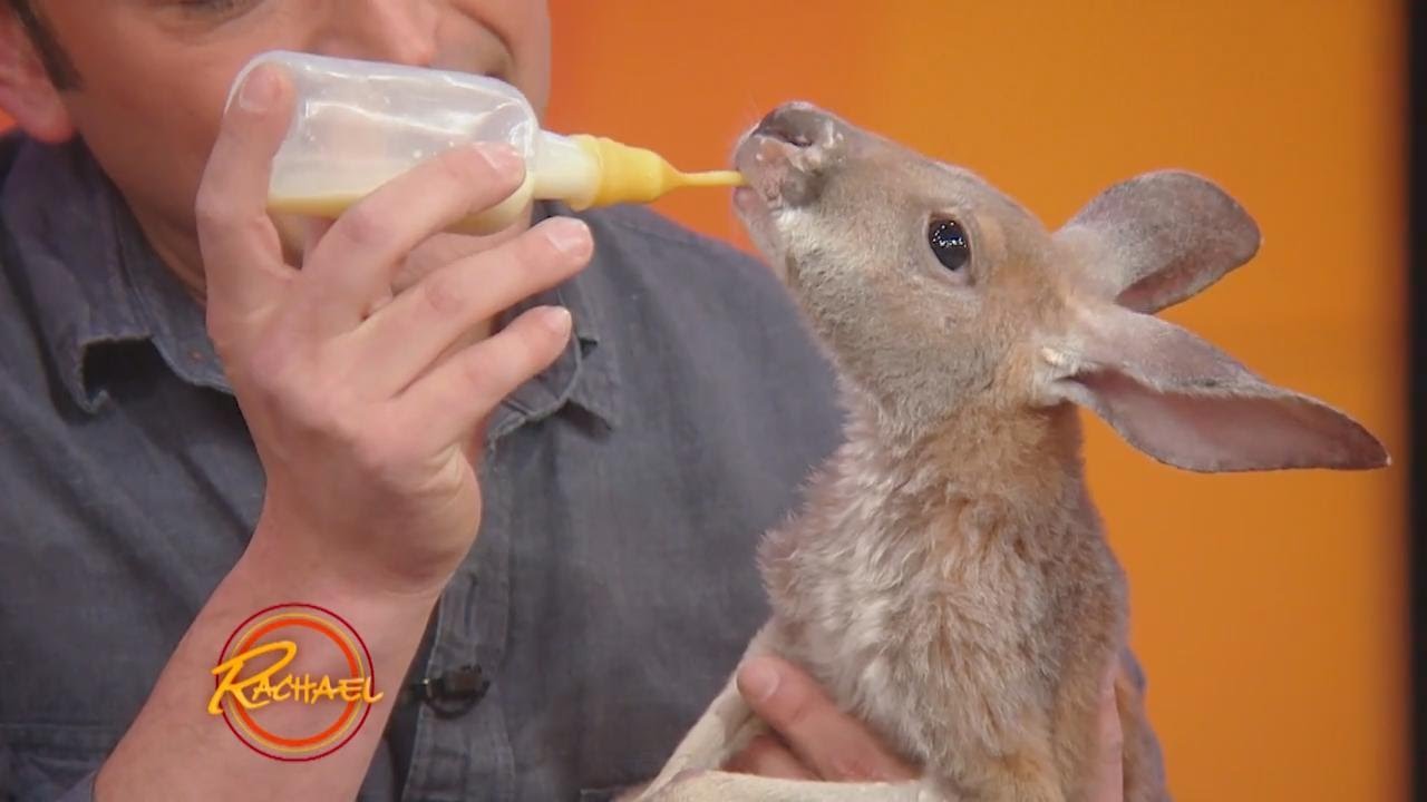 Watch This Baby Kangaroo Tuck Herself Into Bed! | Rachael Ray Show