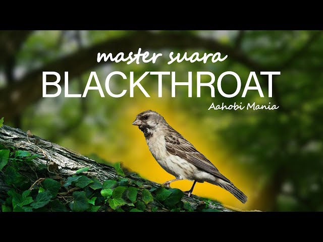 master suara blackthroat | AAHOBI MANIA class=
