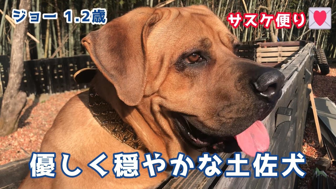 優しく穏やかな土佐犬[土佐闘犬 1.2歳]❤サスケ便り - YouTube