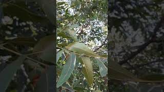 How I pick my pecans