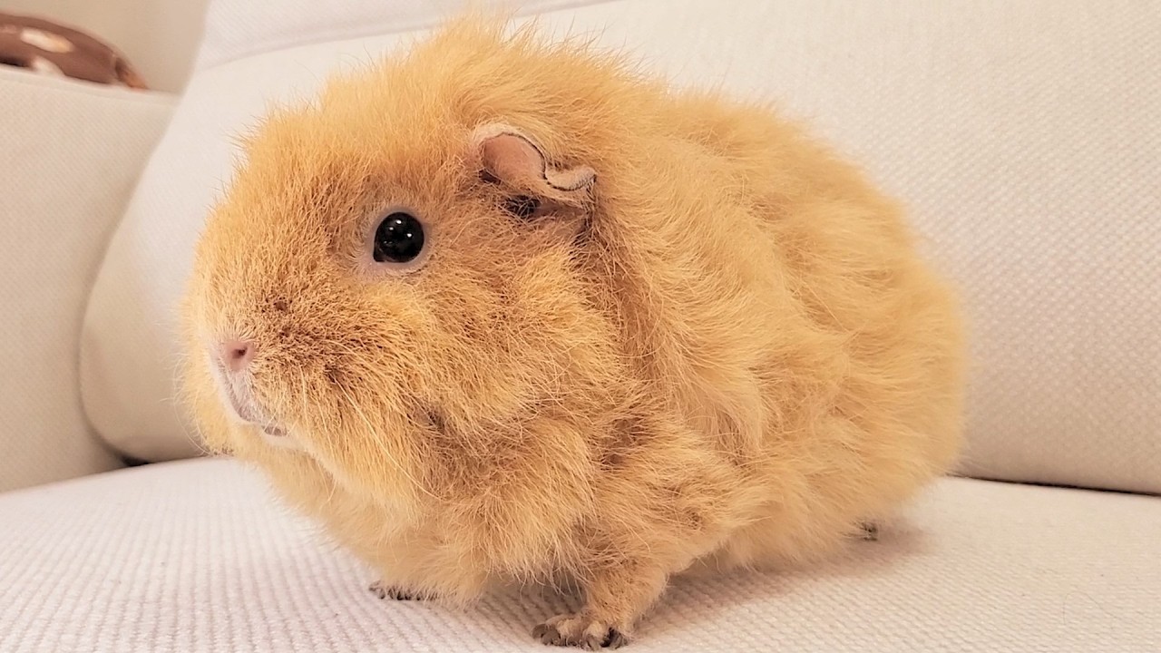 エビフライみたいなモルモット、しろっぷが可愛すぎる
