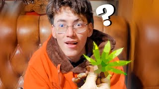 GLOGLOKING CUENTA COMO C0NSUMI0 🌿