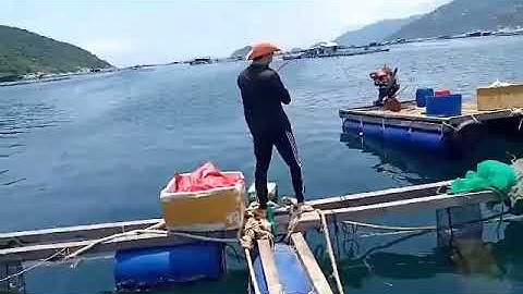 Được con cá mú tại Vũng Rô - Phú Yên