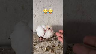 #funny #pets #pigeon # #pigeonhouse #homingpigeons #kabootar #pigeonbreeds #birds #pigeonspecies