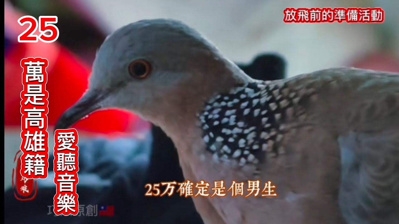 高雄籍的25萬愛聽音樂_牠怎么來到太平長大❗放飛前 洗澡沐浴 縮圖