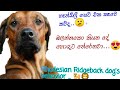 Rhodesian Ridgeback love in Sri Lanaka 🇱🇰 .... cute dog🐕 .. の動画、YouTube動画。