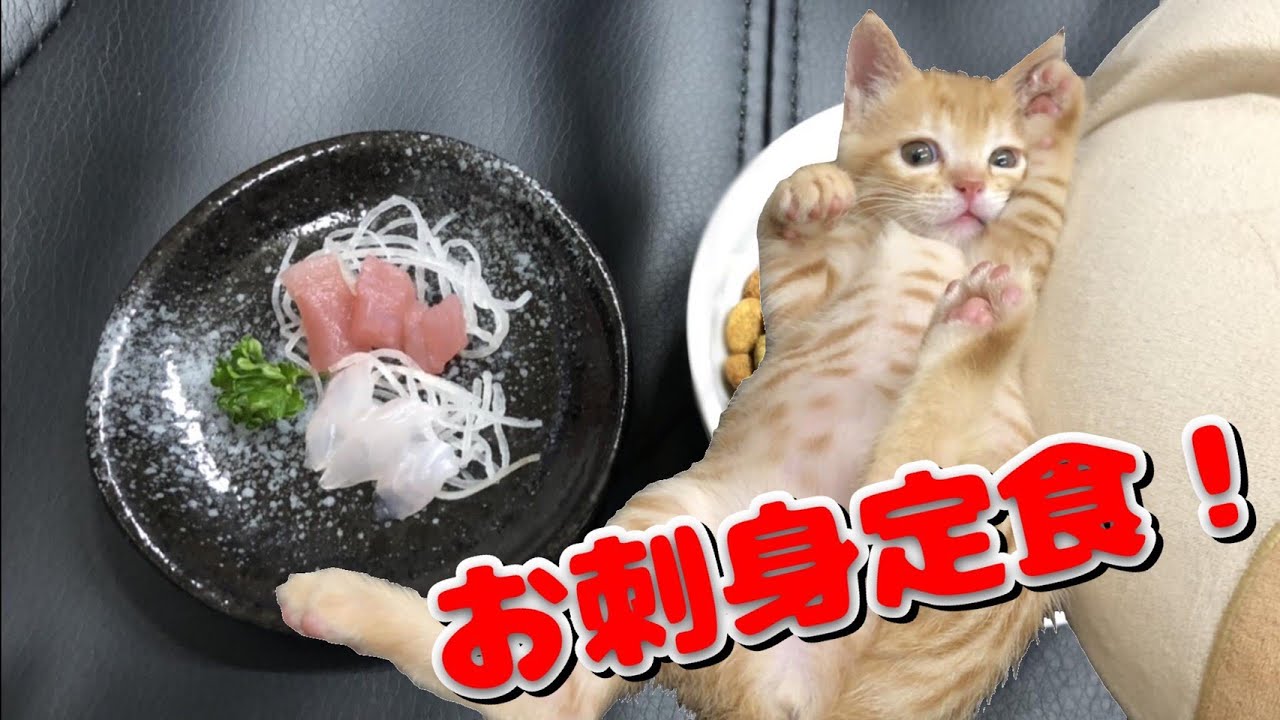 子猫 刺身 いつから