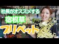 プリペット　社長オススメ　宿根草　オシャレ【おうちでガーデニング】開花園チャンネル