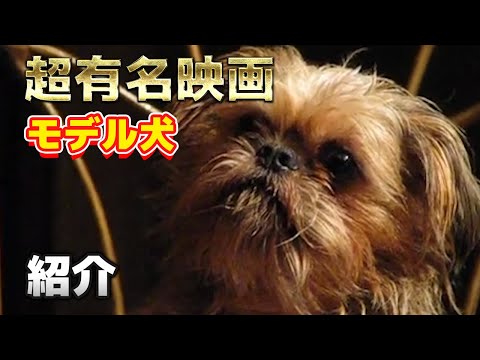 【かわいい】誰もが知る映画！のモデル犬になった、ブリュッセルグリフォンちゃんを紹介！【子犬】