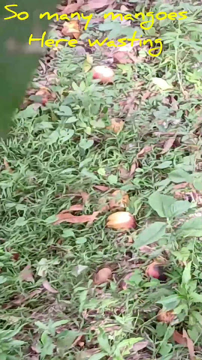 #MANGOES#HOT GROWN IN THE MANGO 🥭 TREE 🌳#PICKING SOME#ASMR..