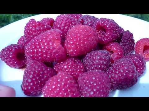 Малина Маргарита — ранняя разновидность сорта Маравилла