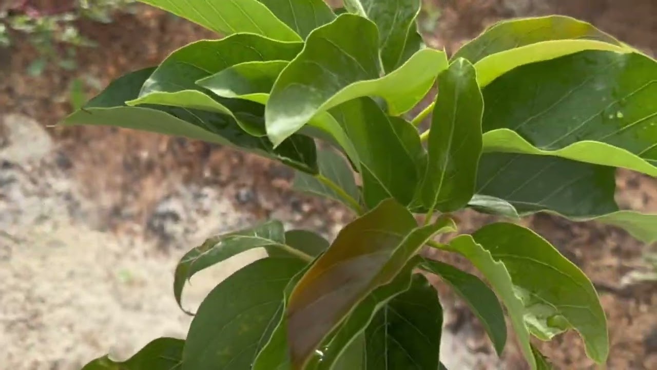 Alpukat Tumbuh Tunas Baru