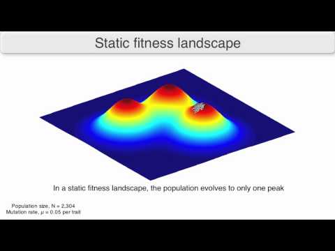 Using fitness landscapes to visualize evolution in action