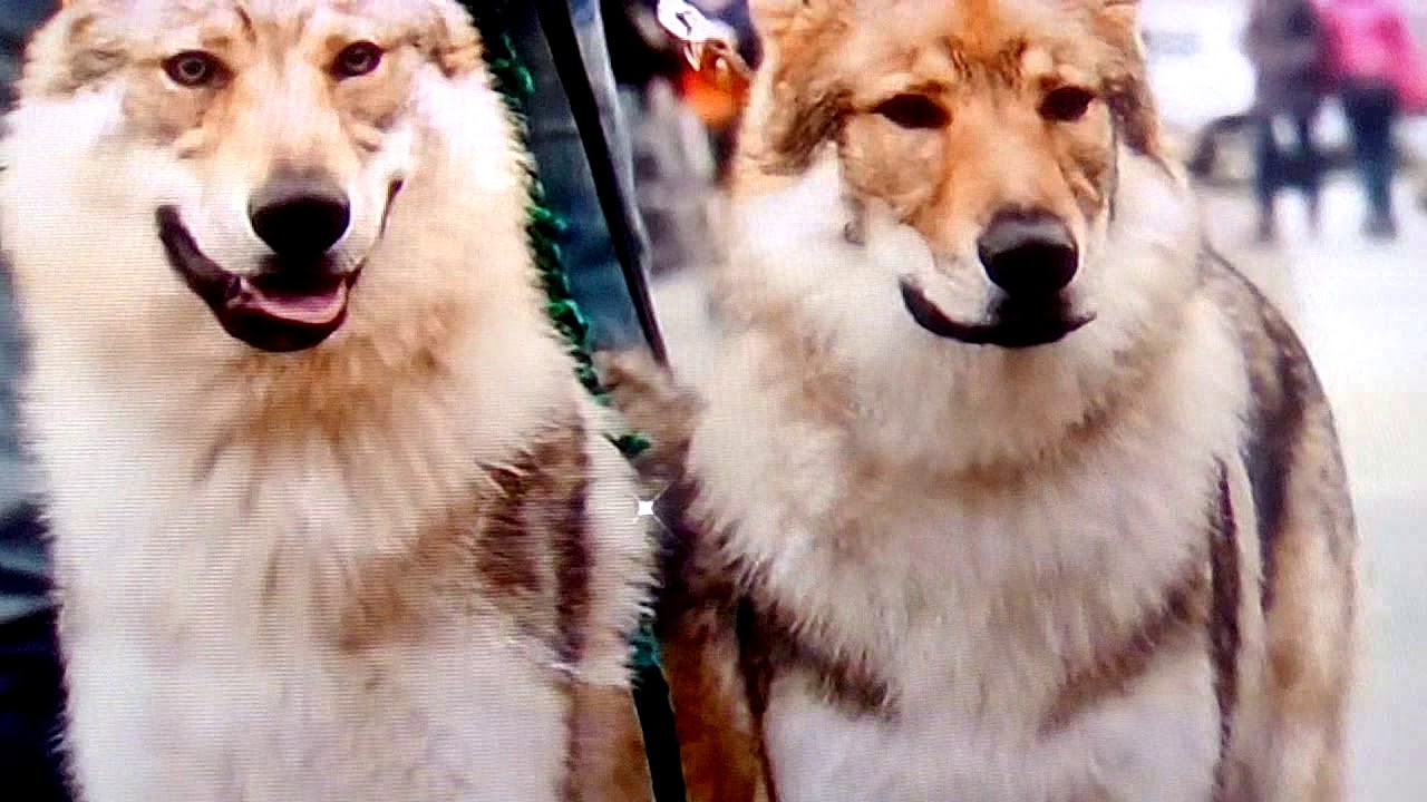 Dünyanın en təhlükli 10 köpek ırkı YouTube