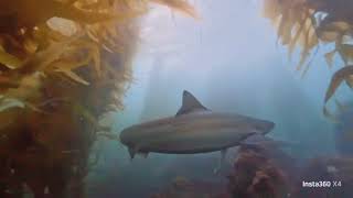 Tope Sharks getting close in Laguna Beach