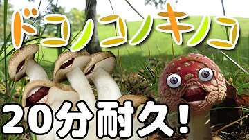 キノコの歌