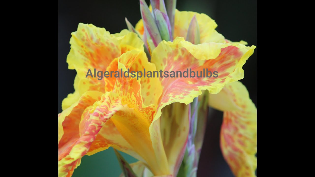 Yellow King Humbert- Affordable cannas