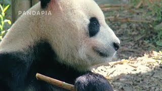 [Eng Sub] 20150820 Panda Show (大话熊猫) S01E06 Showing Off