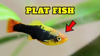 Plat fish Appearance, Color Patterns 🐠 All You Need to know by Known Pets 40 views 2 weeks ago 2 minutes