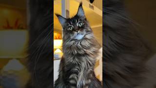 This Cat Would Win Any Cat Show 😂