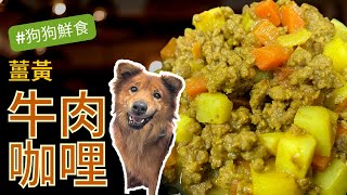 Xiao Pi Want Beef Curry[Dog Mukbang]