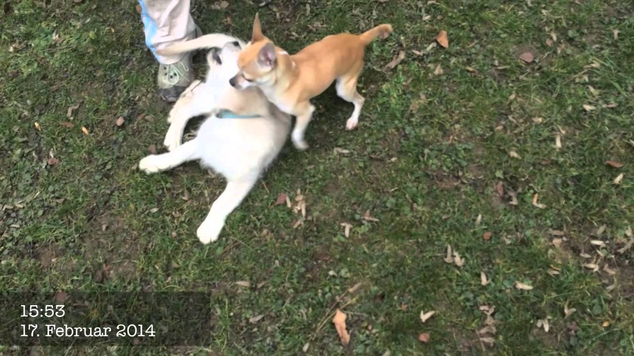 puppy paradise pets 43
