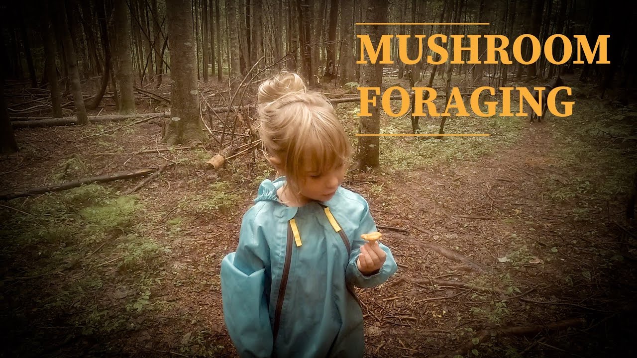 Mushroom Foraging YouTube