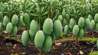 🌱 How to Grow Mango Tree from Stem Cuttings | Full Tutorial  #livestream #live