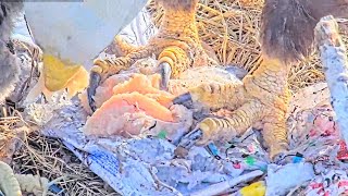 WINGS ON WIND. ROSE FEEDS BABIES WITH FISH FROM CELLOFAN. DULLES GREENWAY EAGLES CAM. 2023.04.20....