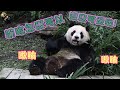 20210110 圓仔竟然先吃竹葉再吃點心，喜好排名變第一了嗎？ The Giant Panda Yuan Zai