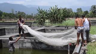 Workers manage fish breeding and net preparation at freshwater aquaculture farm