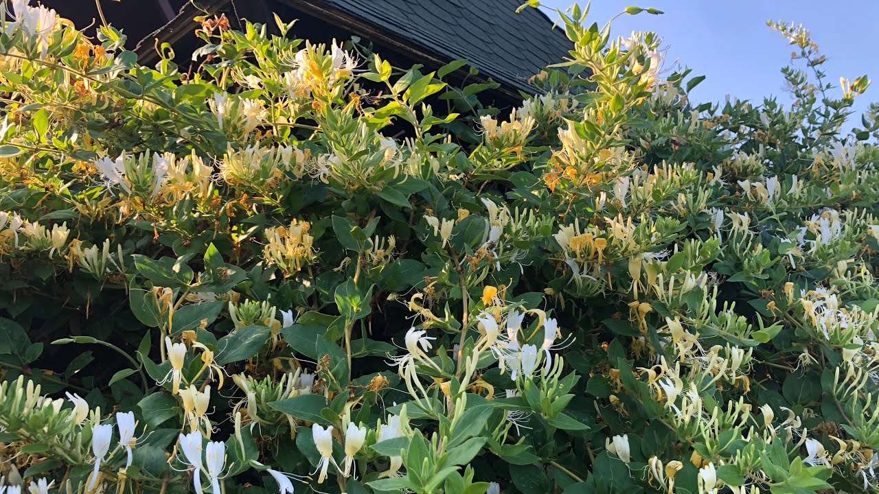 Lonicera caprifolium - Orlovi nokti i pčele u akciji 😍🔝🐝
