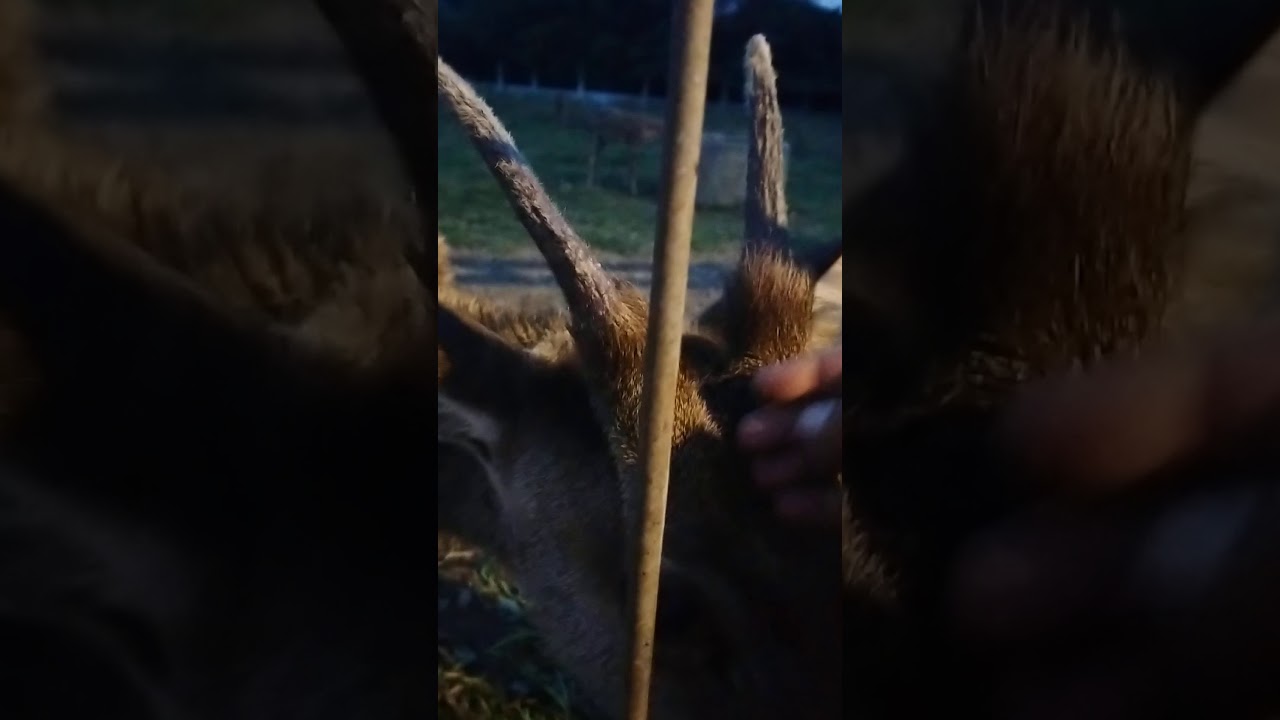 Rusa Tutul - YouTube