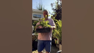 How to improve your bonsai #bonsai #bonsaitrees #bonsaicare