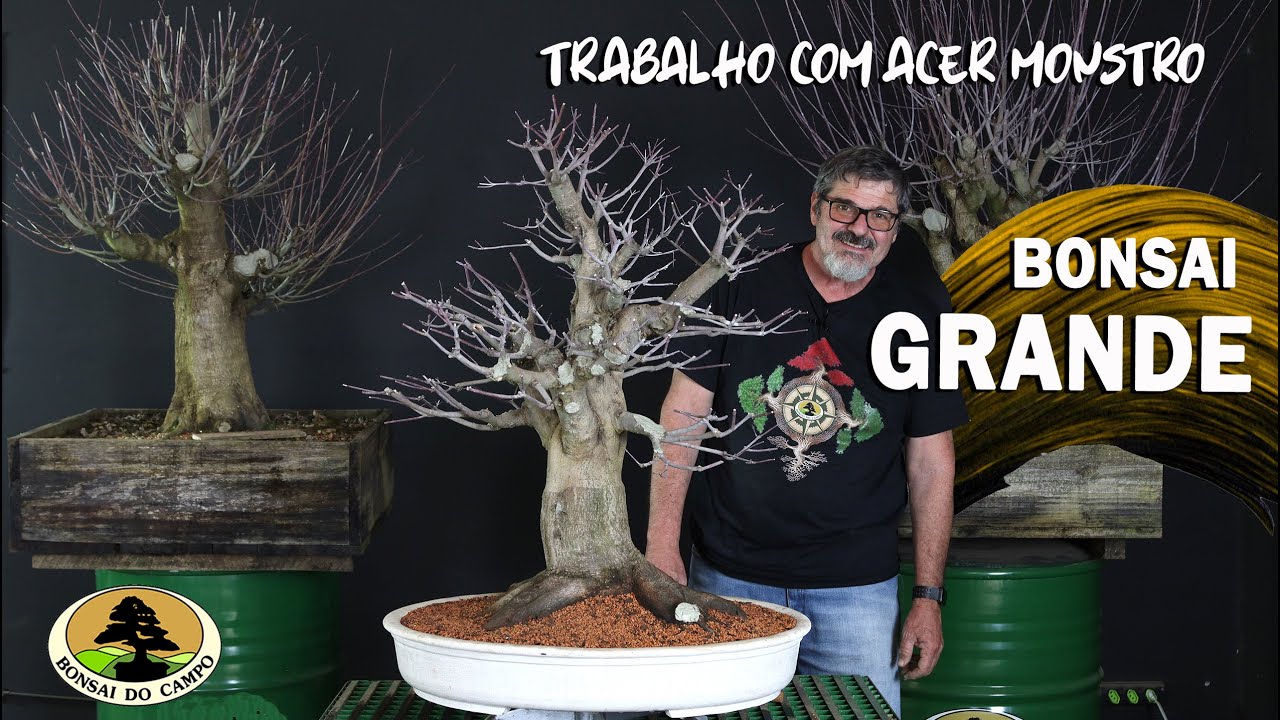 TRABALHO COM ACER MONSTRO. BONSAI GRANDE