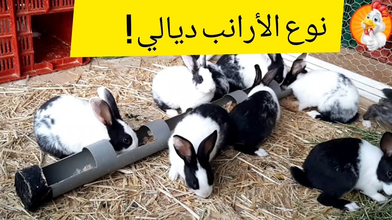 أجيو تعرفو على نوع السلالة الأرانب إلي عندي، و الفرق بين الأرنب البلدي و الرومي 🐇