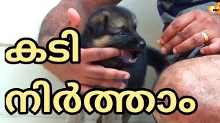 'STOP BITING' : German shepherd puppy : LAZE MEDIA : Dog training malayalam : Character Formation