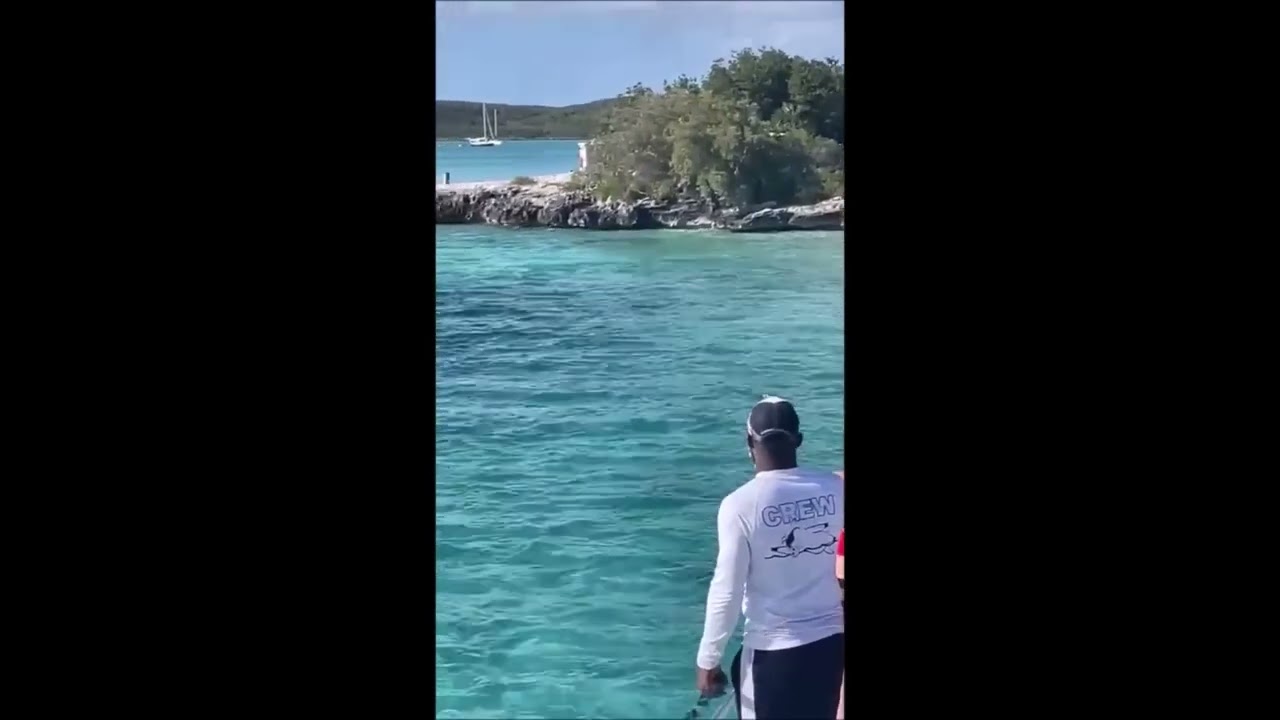 Daring Dog Chases After 12-Foot Hammerhead Shark off Island in the Bahamas