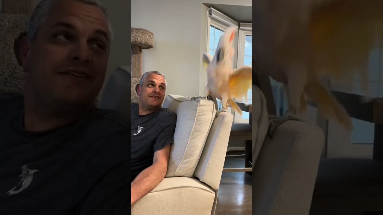 Cockatoo Tango Talk 🦜 