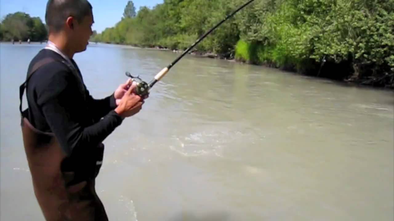 Puyallup River Salmon Fishing YouTube