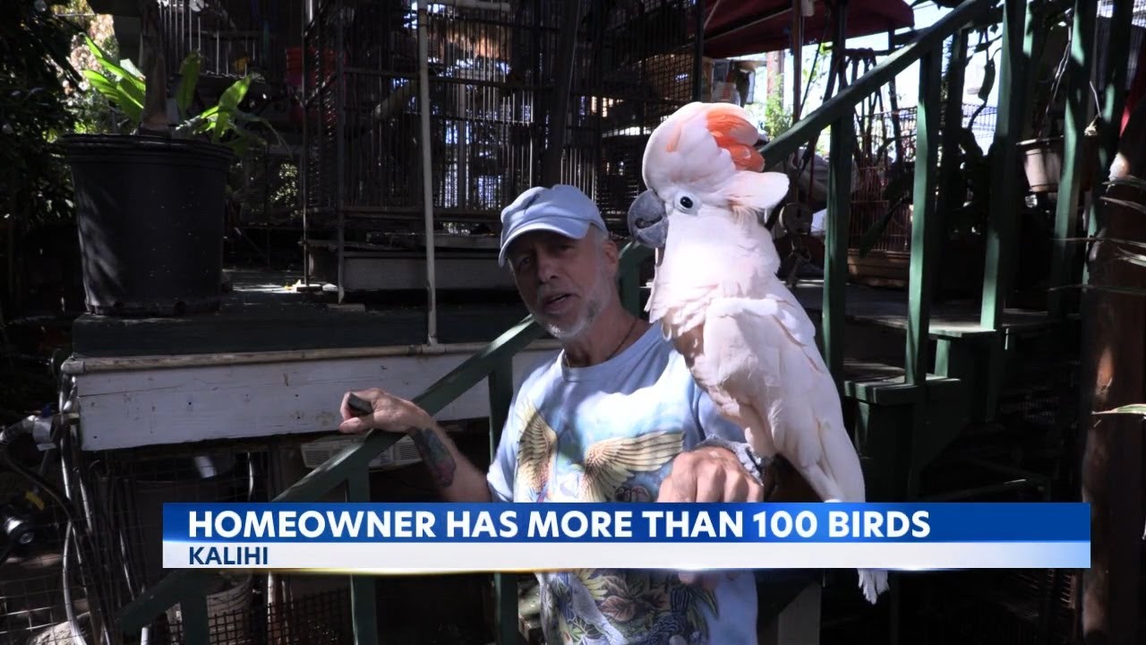 The 'Bird Guy', who keeps over 100 birds, has Kalihi neighbors crowing