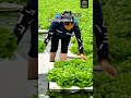 الزراعة المائية Hydroponics 